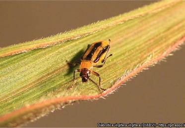 Rendez-vous le 4 décembre, à 9 h 30, dans les locaux de Copavenir au Logis de la Tourette à La Couronne.