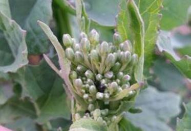 Les stades des parcelles sont variables selon les secteurs.