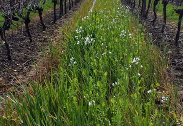 Couvert de radis et d’avoine, l’un des mélanges testés par le programme Agrifaune.