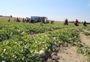 L’arrêt de la production de melons impacte fortement la main d’oeuvre saisonnière.