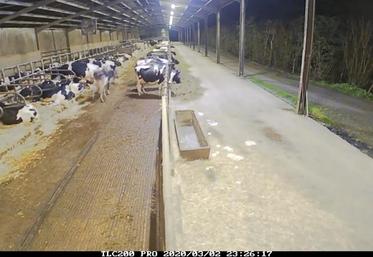 Dans l’élevage du petit Quéray, la vidéo time lapse permet de suivre sur 24 heures le comportement des vaches, y compris à des heures où l’éleveur n’est d’ordinaire pas présent.