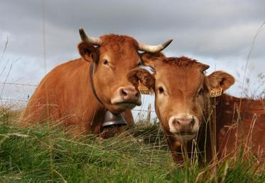 Les éleveurs de la FNB ont montré leur détermination à aller de l’avant et à obtenir des prix rémunérateurs.