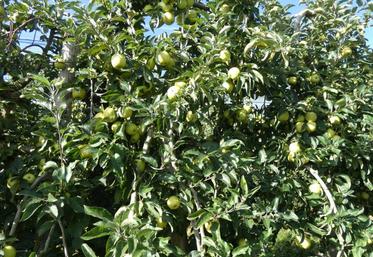 Quantité comme qualité devraient être au rendez-vous pour cette récolte 2019.