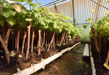 213 millions de plants ont été produits en pépinière traditionnelle : un nouveau record établi par la profession.