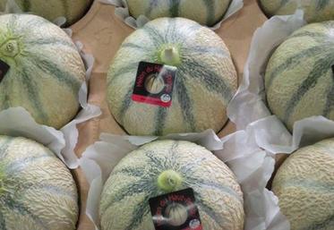 Les conditions fraîches du printemps n’ont pas été favorables au démarrage des cultures.