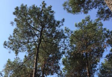 La régénération des forêts est une obligation lors des coupes rases qui y ont lieu. 