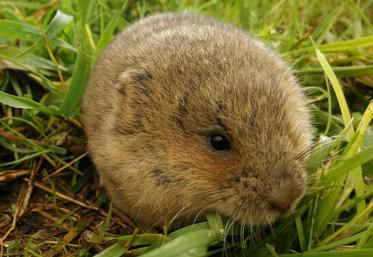 Plusieurs projets de recherche visent à réduire la prolifération des campagnols terrestres.