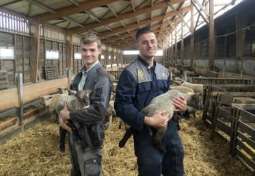 Les cousins Charrier, jeunes installés en élevage ovin près de Bressuire.
