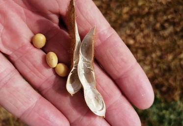 Les graines doivent être bien rondes et peu rayables à l’ongle.