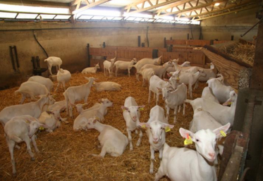 Chevreaux, engraissement