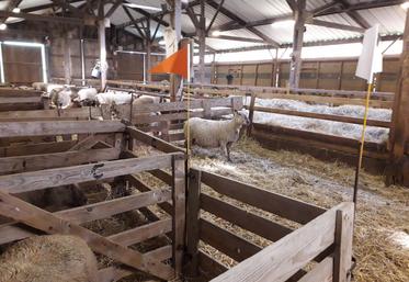 Des fanions pour signaler les cases d’agnelage auxquelles il faut accorder plus d’attention.