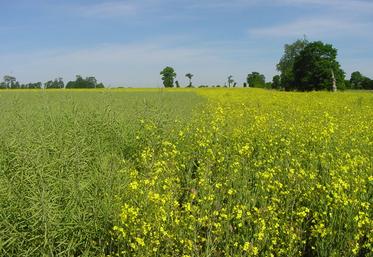 Colza, Deux-Sèvres, Nouvelle-Aquitaine, Culture, Agriculture