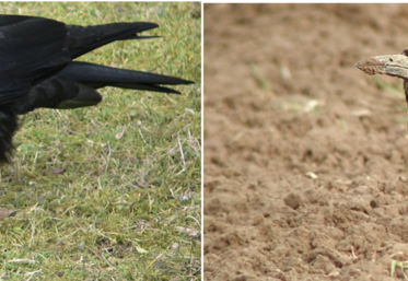 Corneille noire et corbeau freux