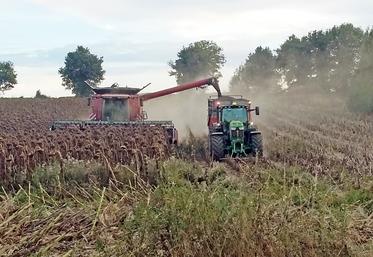 Récolte , Agriculture, Tournesol, Deux-Sèvres, 2021.