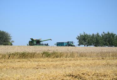 Pour le blé, le poids spécifique est surveillé de près en cette fin de campagne.