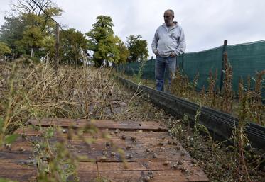 José Mendez dans son parc de 800 m2 où les escargots s’épanouissent. Il attend la relève.