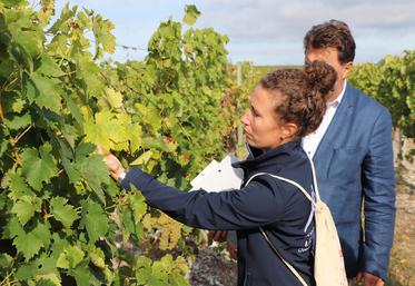 Une fois le pied suspect repéré, il est géolocalisé et fera l’objet d’une analyse pour confirmer la présence ou non de la flavescence dorée