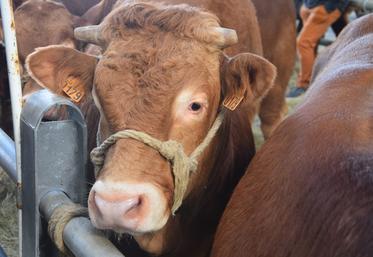 La limousine représente 90 % des adhésions.