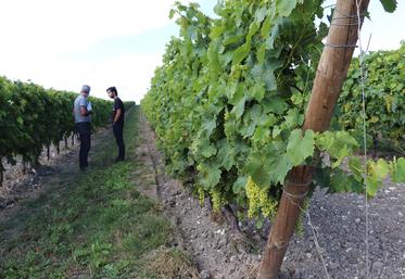 Deux visites étaient proposées : le 26 juillet sur le vignoble Rémy Martin à Verrières et le 27 juillet sur le vignoble de Fontaulière à Cherves-Richemont.