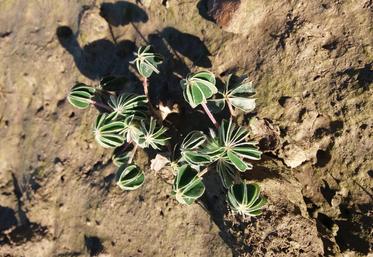 Lupin en sol hydromorphe.