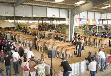 Vue d'ensemble, Festival de l'élevage, France Parthenaise, Deux-Sèvres, Nouvelle-Aquitaine, Elevage