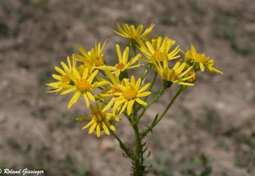 Le Séneçon de Jacob, plante toxique.