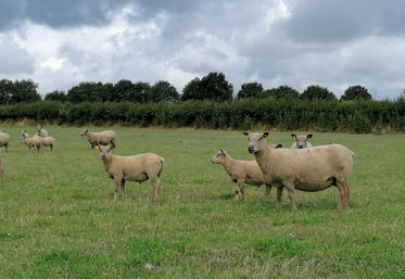 Deux-Sèvres; pâturage; ovin; élevage; agriculture.