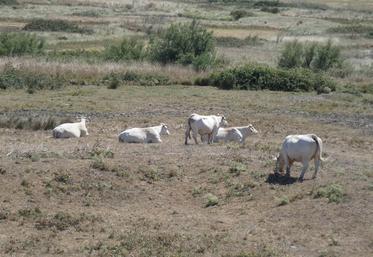 Le marais de Brouage (ici le 6 août 2022) fait partie des zones concernées.