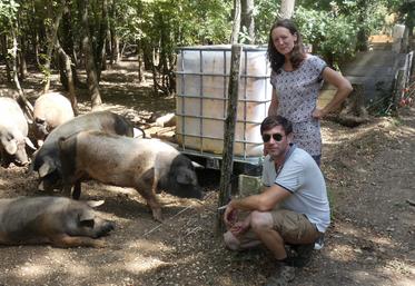 Tous deux hors cadre familial, Sophie et Romain Delneuf se sont lancés dans l’élevage de porcs culs noirs limousins en 2021.