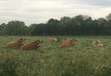 Elevage, Parthenaise, Deux-Sèvres, Gâtine, pâturage