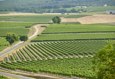 Le rendement annuel maximum autorisé fixé à la baisse doit permettre de reconstituer de la réserve climatique, espèrent le BNIC et l'UGVC.