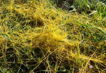 La cuscute est reconnaissable par le rond de filament jaunâtre couvrant les plantes.