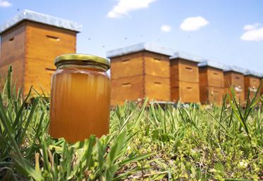 Parmi les chantiers, la directive européenne Miel ou encore la mise en place de la nouvelle Pac avec la MAEC Api.