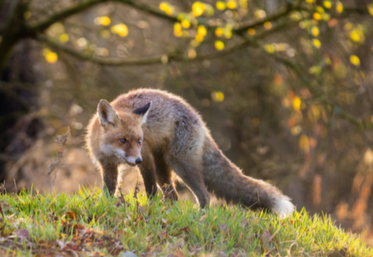 Renard, Dégâts aux cultures, Esod