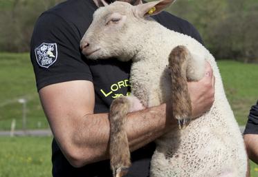 Mouton, ovin, installation en agriculture