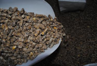 Ovin, alimentation, agriculture, coût de production