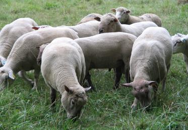 L'économie est estimée à 1000 € d'aliments pour 300 agneaux avec un bélier de bon potentiel génétique.
