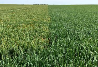 Blé, Semis, Deux-Sèvres, Nouvelle Aquitaine