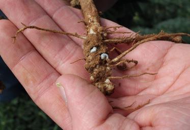 Larves de sitones sur nodosités.