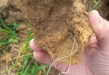 Sol, Analyse, activité biologique, Terres Inovia, Deux-Sèvres, Nouvelle-Aquitaine
