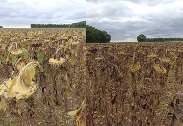 Sur cette parcelle de groie du secteur de Surgères, au 31 août, les tournesols irrigués (à gauche) étaient encore trop humides et ceux de la zone en sec récoltables.