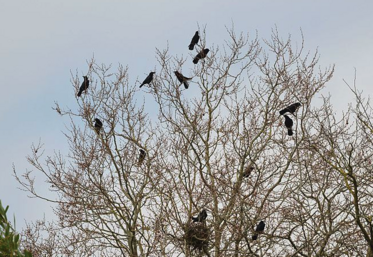 L'hiver, les corbeaux freux restent davantage dans les zones urbaines. Sans petits à nourrir, ils ont moins besoin d'aller picorer dans les champs.