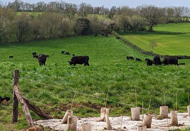 À Saint-Georges-de-Noisné, Jean-Marie Gautier a augmenté de 15 ha sa surface en prairies et planté 500 mètres de haies.