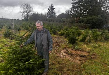 Laurent Naudin a planté 2 000 sapins il y a 6 et 5 ans à Saint-Saviol.