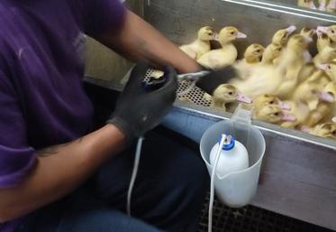 Vaccination dans un élevage de canards à Saint-Léger- de-Montbrun (79).