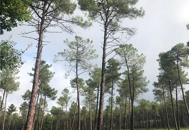 La Vienne totalise 125 000 ha d'espaces forestiers.