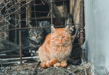 Le nombre de chats abandonnés est en augmentation, avec d'importants impacts sur les zoonoses et la biodiversité.