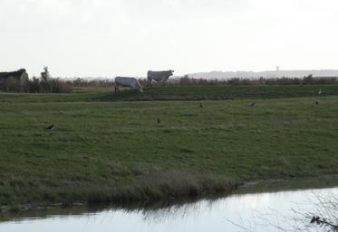 Le développement de l'élevage dans l'estuaire de la Seudre est une option, mais existe-t-il encore des personnes qui veulent s'investir dans ce secteur chronophage ?