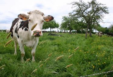 France Carbon Agri Association a d'abord visé le monde de l'élevage, avant de se tourner vers les grandes cultures. La viticulture est à suivre.