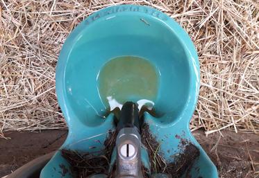 Attention à la qualité bactériologique de l'eau de pluie récupérée.